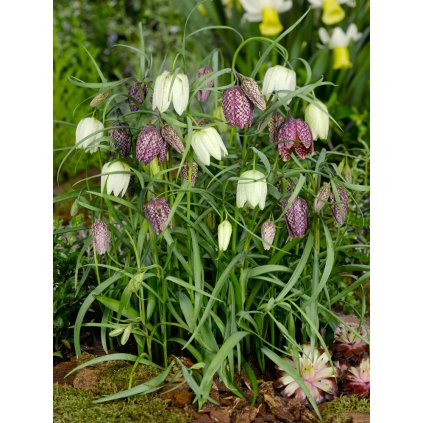 FA 08 0107 Fritillaria meleagris Mixed