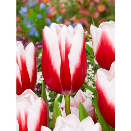 FA 18 0015 Tulipa Timeless