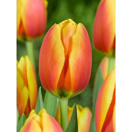 FA 09 0023 Tulipa World Peace