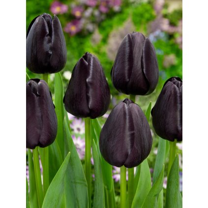 FA 14 0615 Tulipa Queen of Night