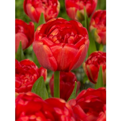 FA 12 0328 Tulipa Miranda