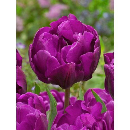 FA 14 0325 Tulipa Double Negrita