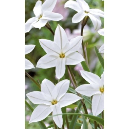 94E3F1CE 7277 4402 BCB1 60CD97E6864A 4 5005 c