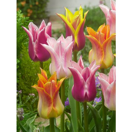 FA 15 0203 Tulipa Lily flowering Mixed