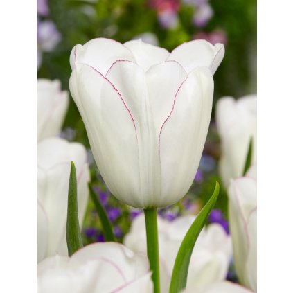 FA 13 0449 Tulipa Diamond Jubilee