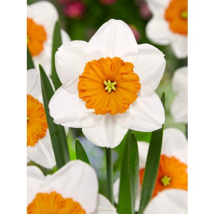 FA 13 0528 Narcissus Professor Einstein