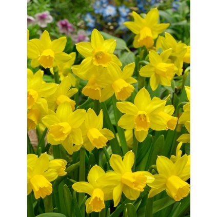 FA 17 0143 Narcissus cyclamineus Tete a Tete