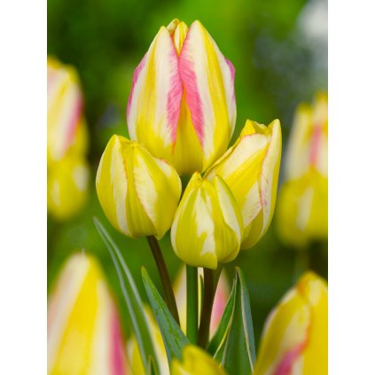 9289 tulipan antoinette 5 ks