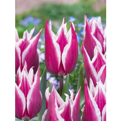 FA 20 0125 Tulipa Claudia