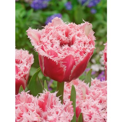 FA 14 0516 Tulipa Brest