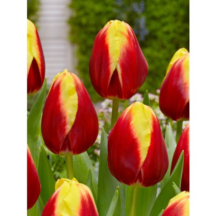FA 16 0011 Tulipa Dow Jones