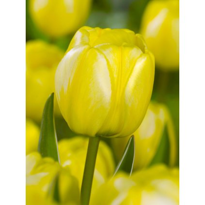 FA 11 0306 Tulipa Jaap Groot