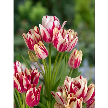 13155 tulipan flaming club 5 ks