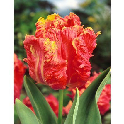 13158 tulipan comet 5 ks