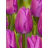 3647 1 tulipan purple flag 5 ks