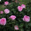 5861 5 velkokveta ruze kordes beverly 2l kontejner
