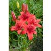 6725 1 lilie red highland 1 ks