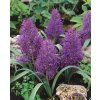 13245 modrenec muscari comosum plumosum 10 ks