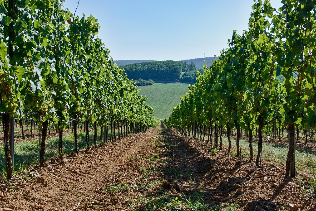 Vinice-na-Jizni-Morave