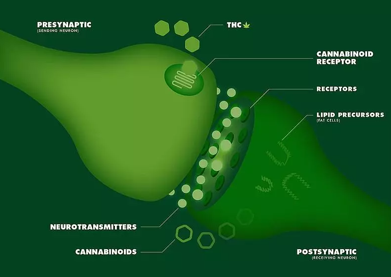 endocanabinoid-system-leber