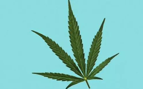 hanf-sativa