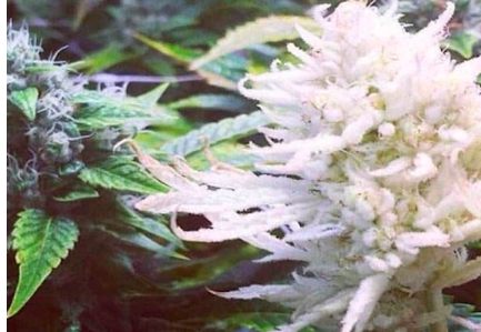Variegation-Albino-Hanf