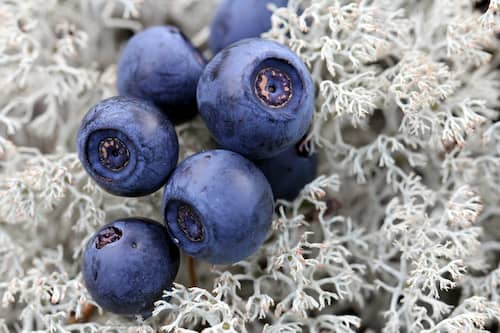 flavonoide-in-fruechten