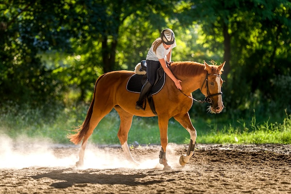 Pferd-Reiter