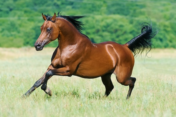 rennendes-pferd