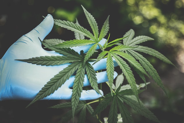 CBD és antibiotikumok
