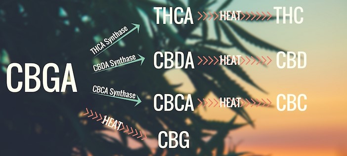 CBG - A Cannabigerol