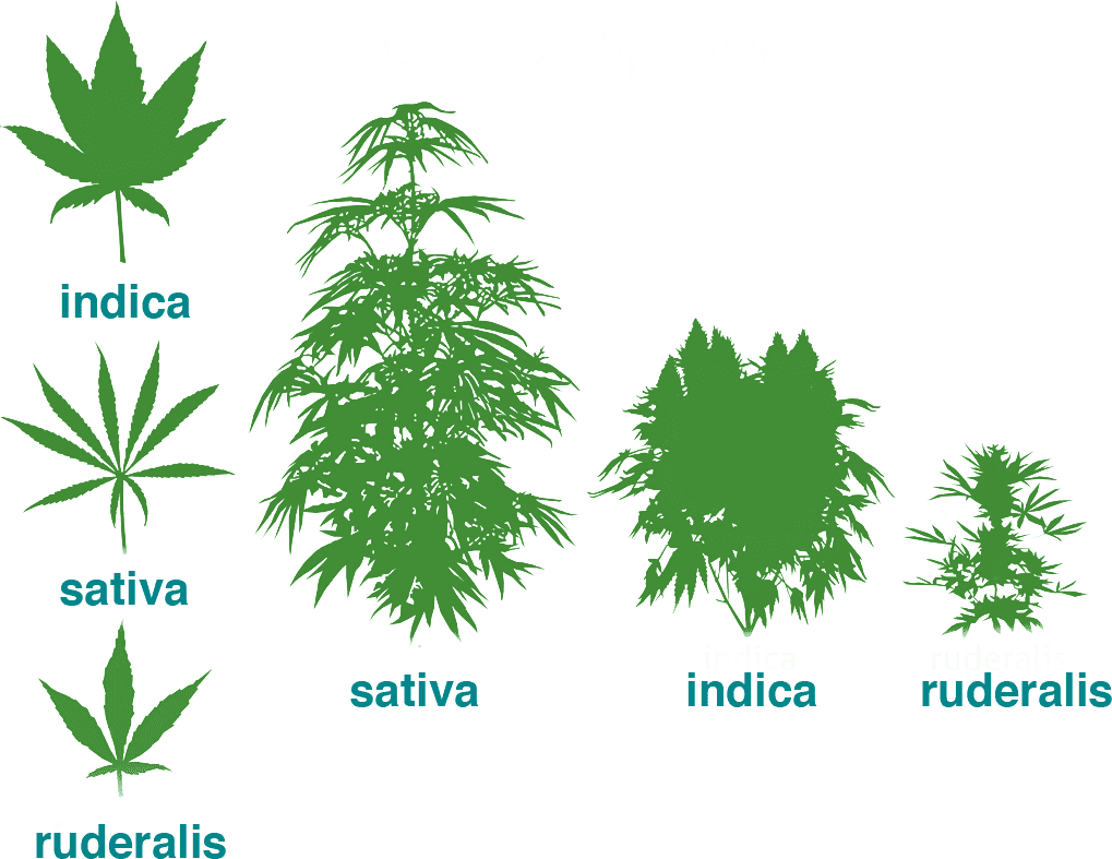Cannabis Img 2