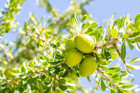 argan olaj