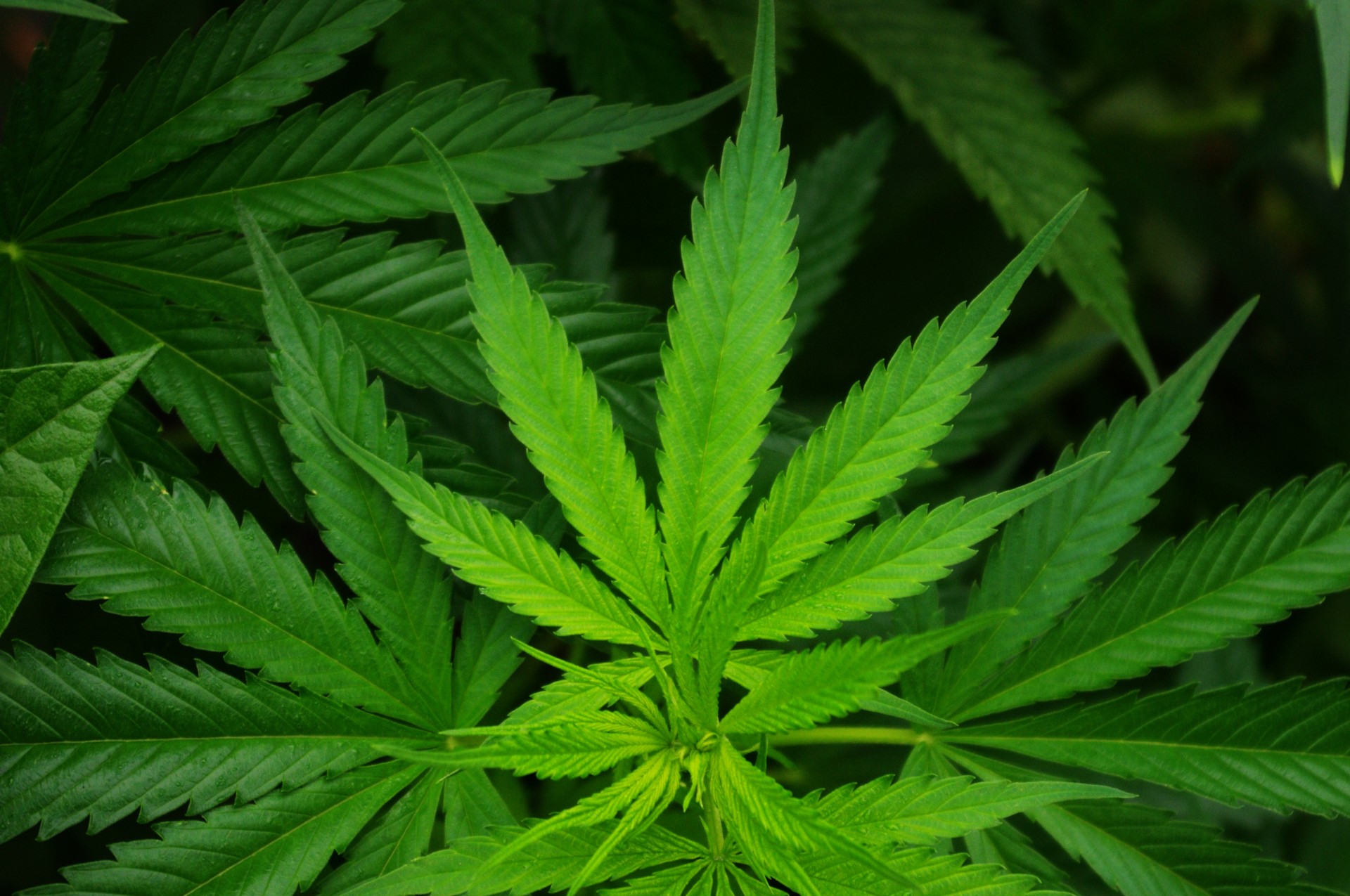 Cannabis Indica