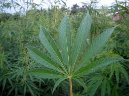 Cannabis Ruderalis