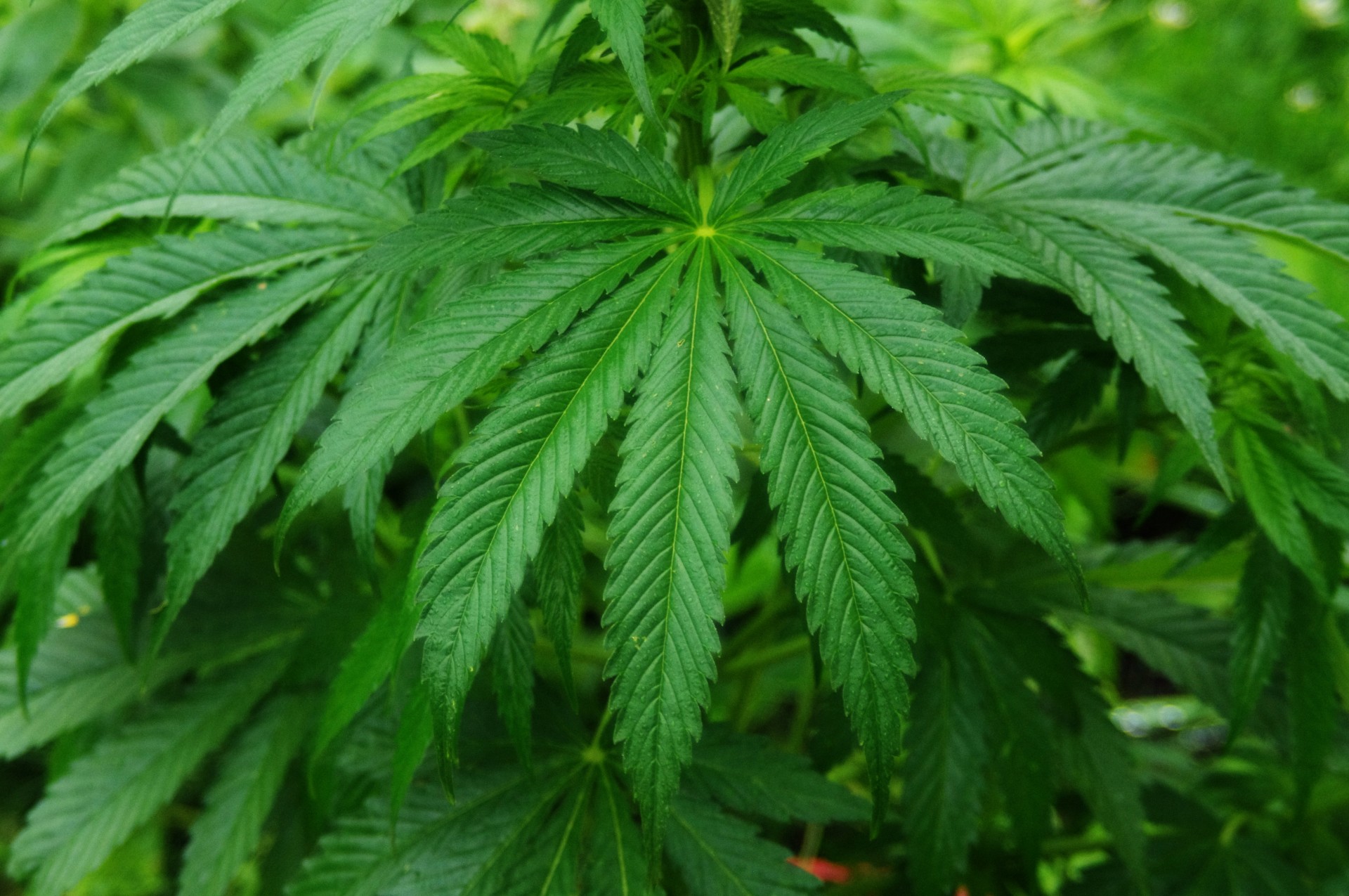 Cannabis Sativa Plant