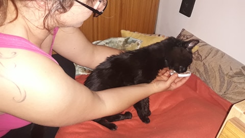 csenge ül