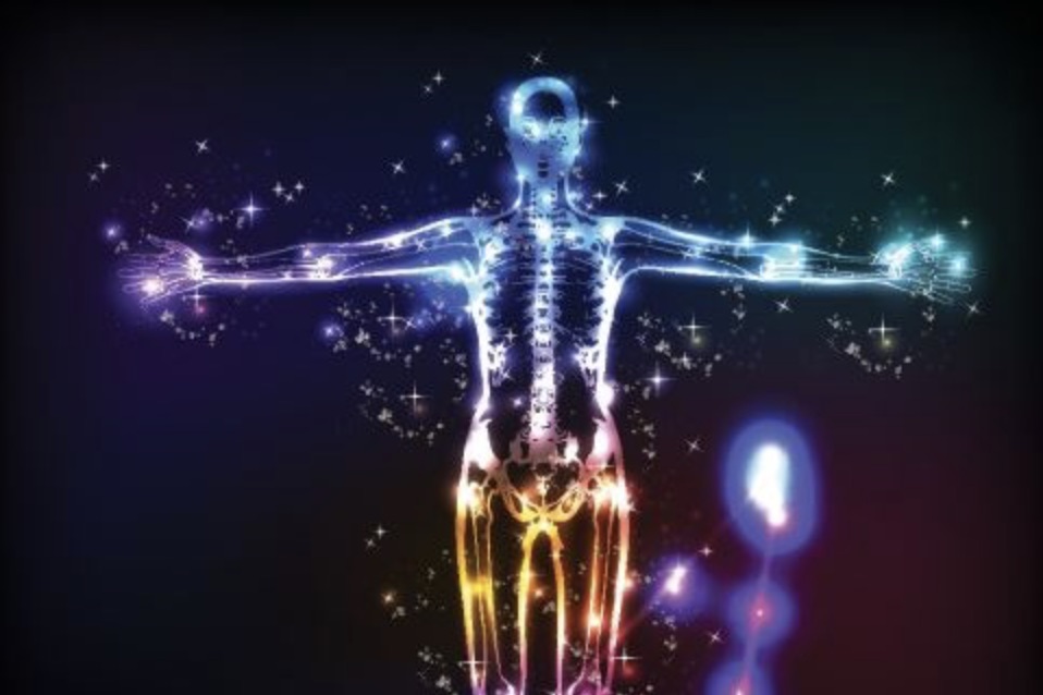 endocannabinoid system