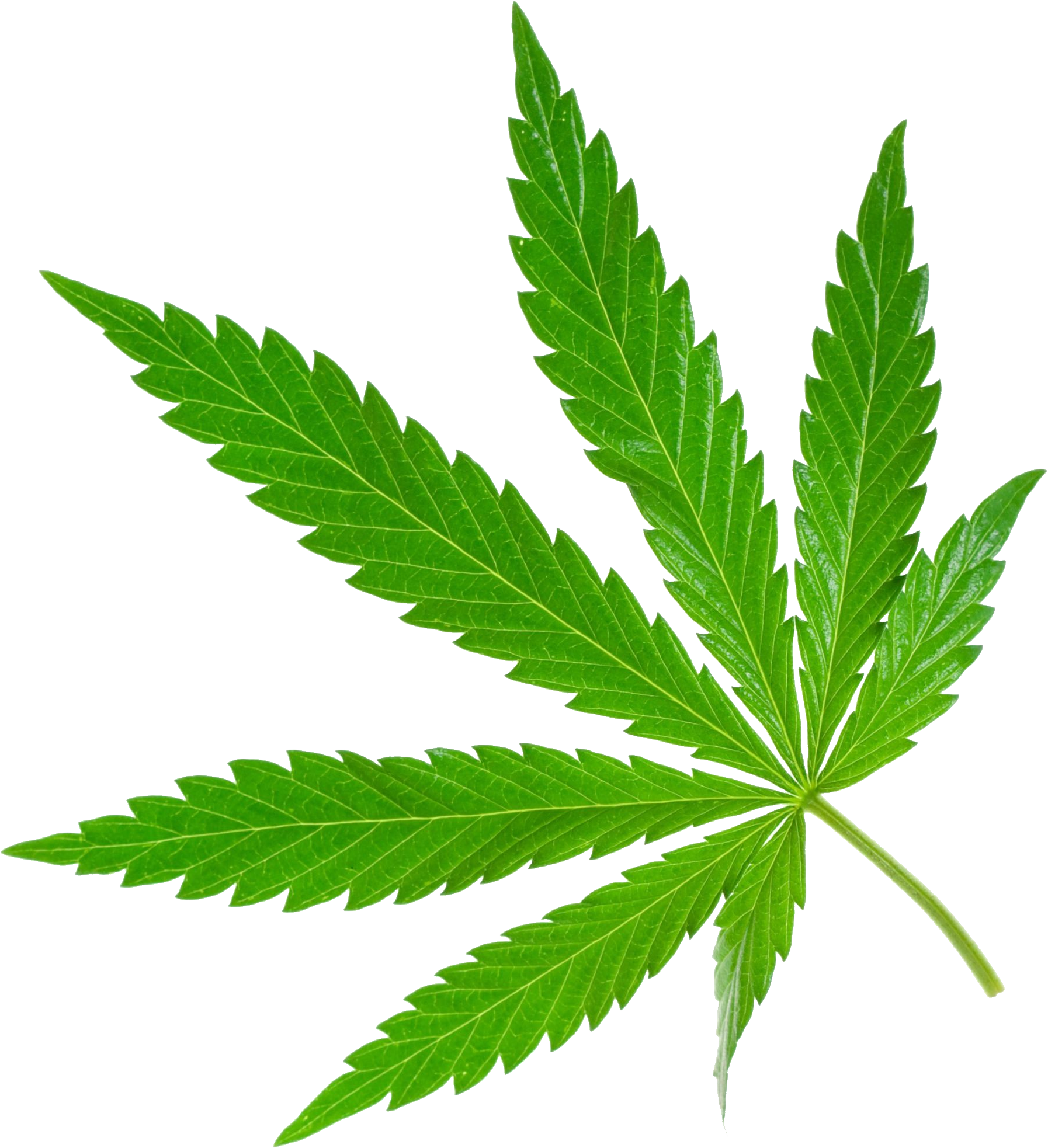 hemp