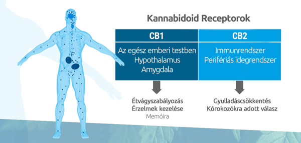 Hogyan müködik a CBG
