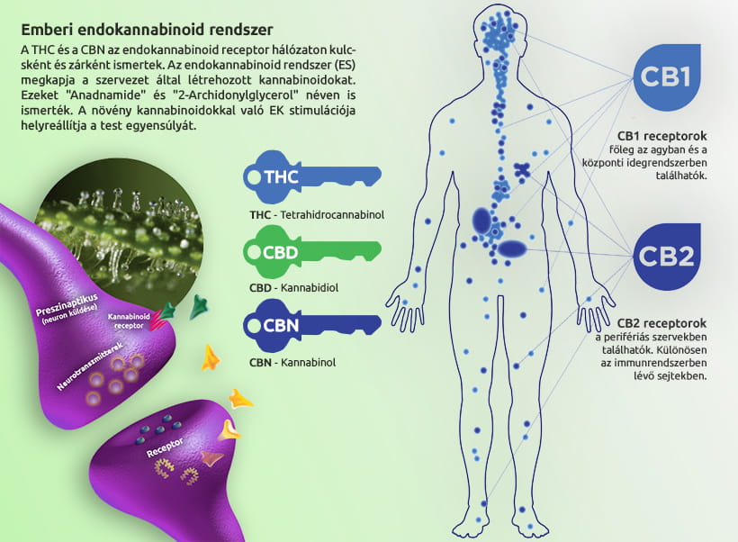 Emberi Endokannabidoid rendszer