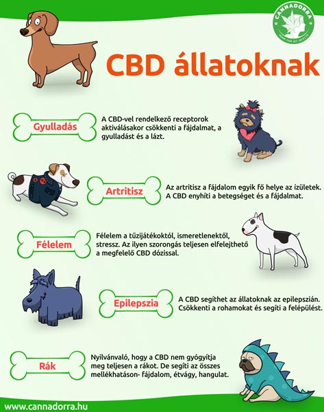 CBD állatok számára