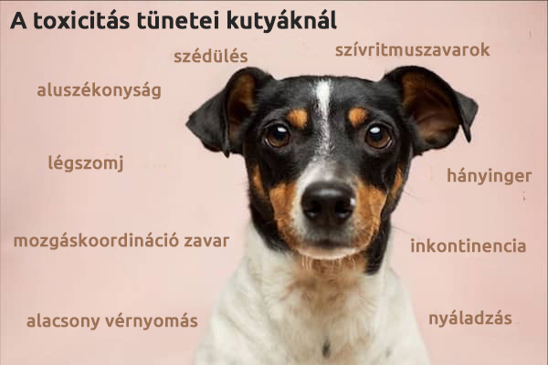 Mi tortenik ha emberi CBD olajat ad a kutyának