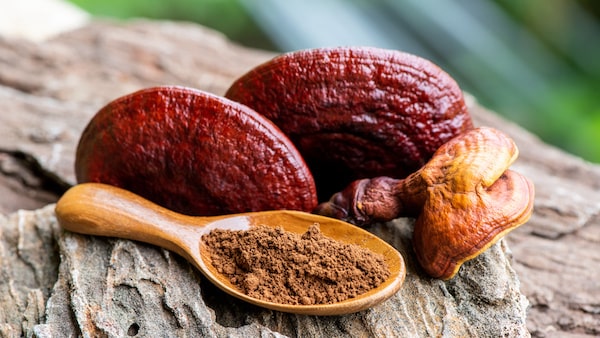 Reishi por