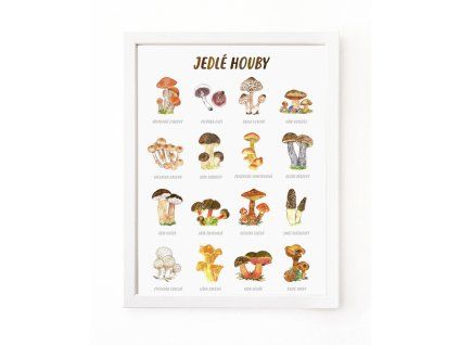 jedle houby