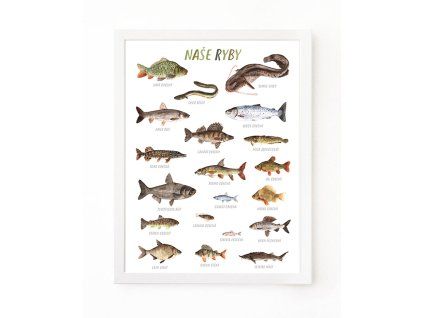 PLAKAT RYBY WEB