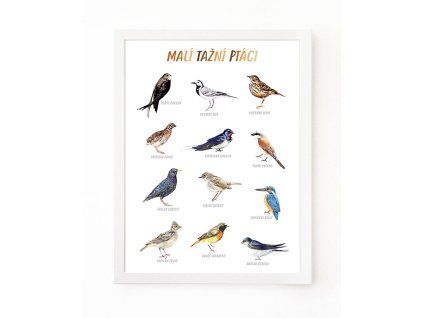 PLAKAT MALI TAZNI PTACI web