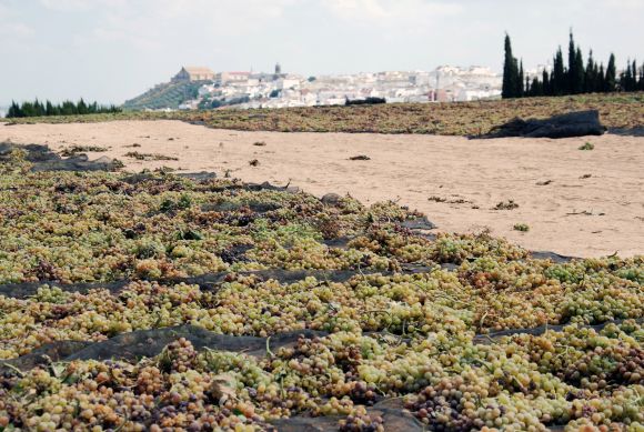 celasirka_src_Montilla-1