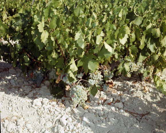 celasirka_src_Vinegrowing-1