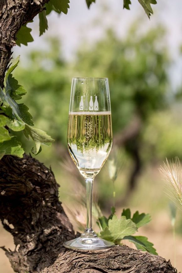 celasirka_src_cava2